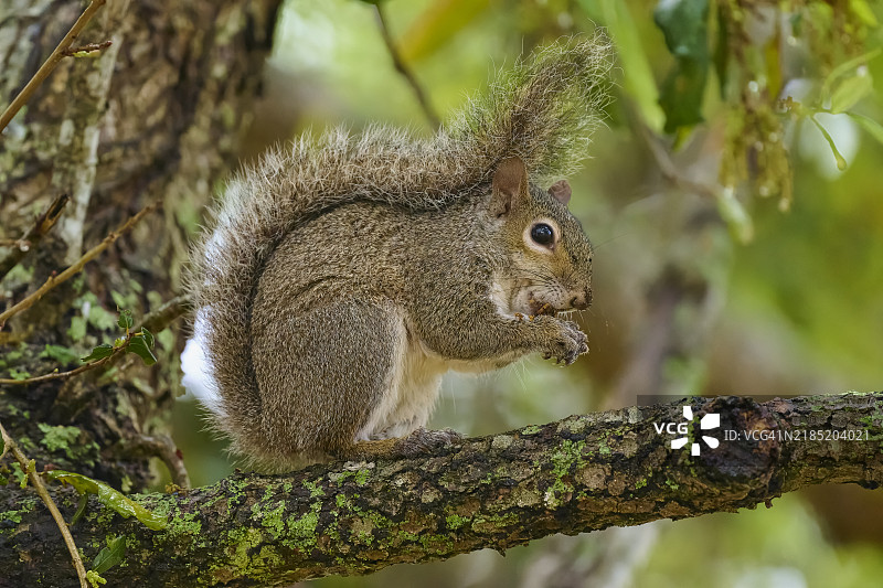 灰松鼠（Sciurus carolinensis），在树枝上，佛罗里达州，美国，北美图片素材