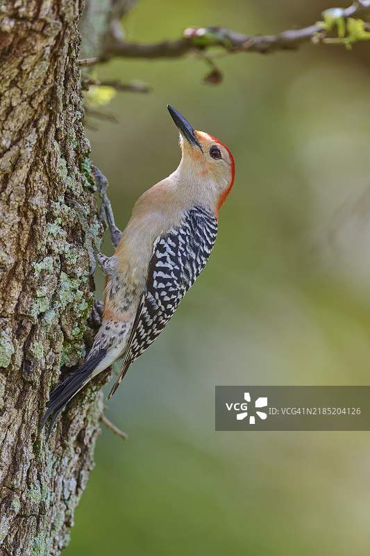 红腹啄木鸟（Melanerpes carolinus），栖息在树干上，春季，佛罗里达州，美国，北美图片素材