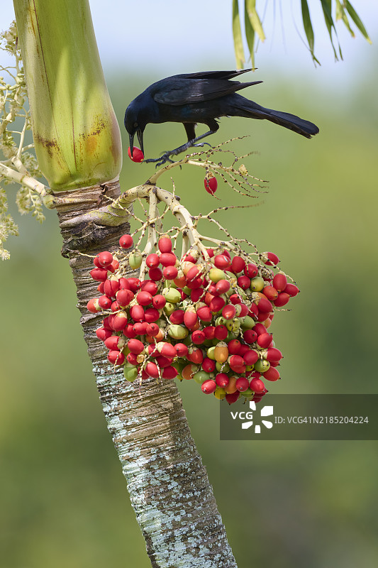 普通黑鸦（Quiscalus quiscula），吃棕榈树的红色棕榈果，春季，佛罗里达州，美国，北美图片素材
