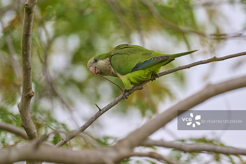 修道士鹦鹉（Myiopsitta monachus），栖息在树枝上，佛罗里达州，美国，北美图片素材