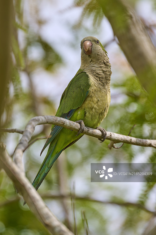 修道士鹦鹉（Myiopsitta monachus），栖息在树枝上，佛罗里达州，美国，北美图片素材