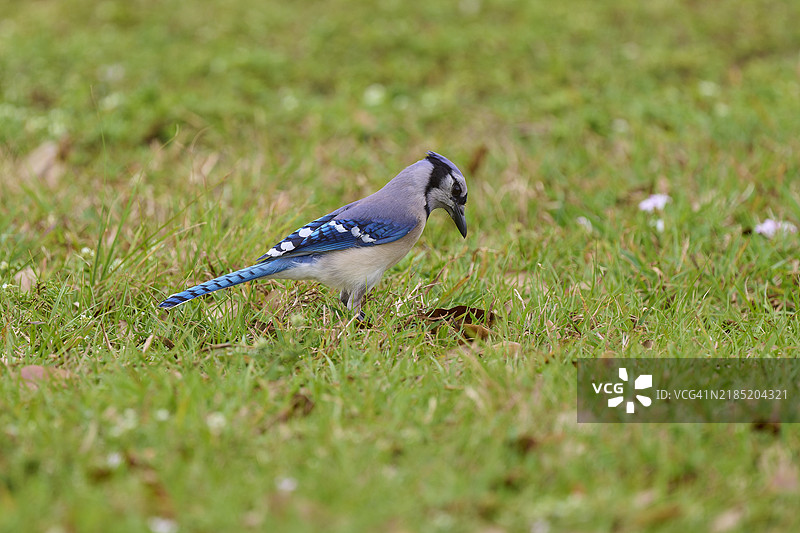 蓝松鸦（Cyanocitta cristata）站在草地上，佛罗里达州，美国，北美图片素材