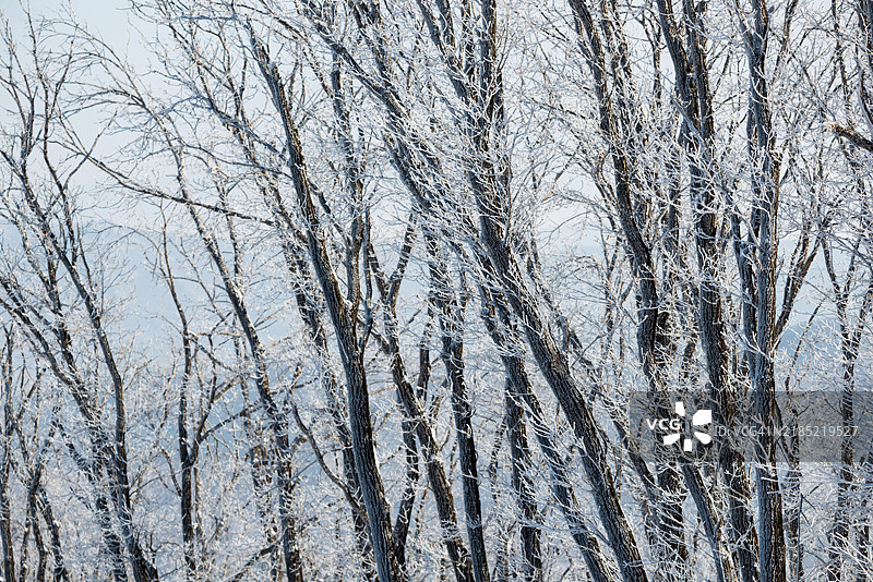 被霜覆盖的森林图片素材