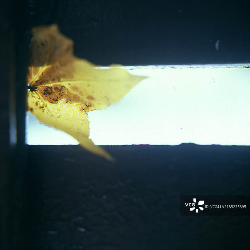 黄色枫叶的特写镜头图片素材