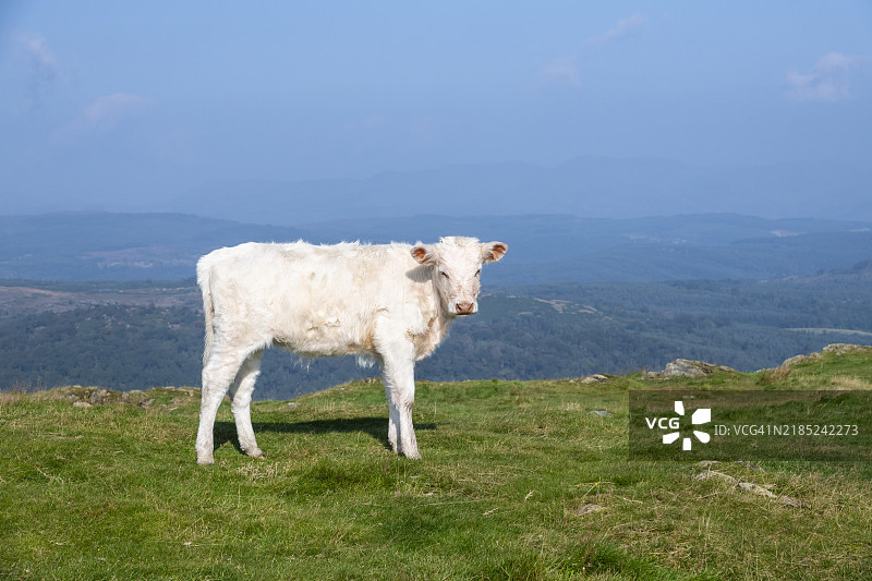 年轻的卢因牛在坎布里亚湖区的古默斯山上图片素材
