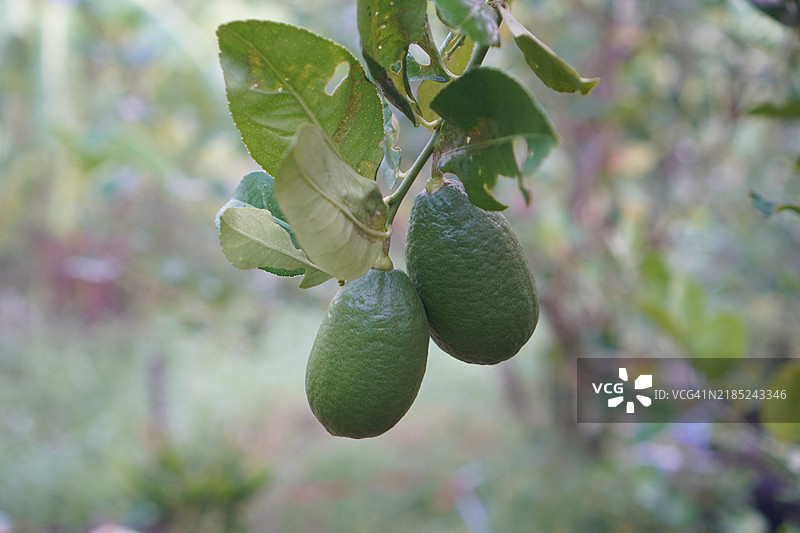 树上的柠檬，模糊的自然背景，植物，酸味水果，青绿色蔬菜图片素材