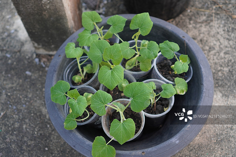 西葫芦幼苗图片素材