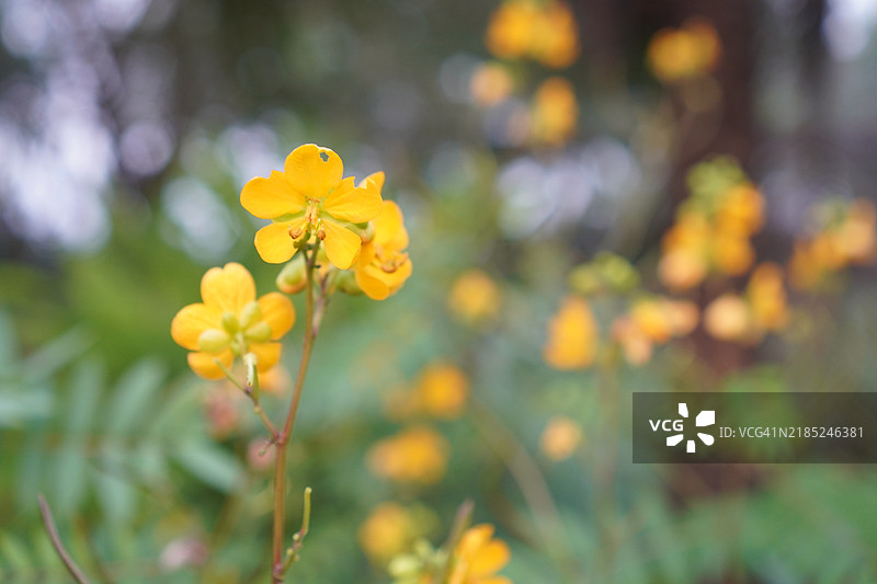 绿叶的塞纳树（Senna siamea Lam. Irwin and Barneby），豆科，凯萨尔平科，背景为自然环境，泰国草药食品图片素材