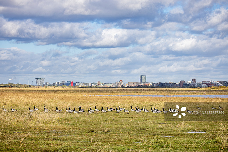 城市天际线背景下的巴拿克鹅图片素材
