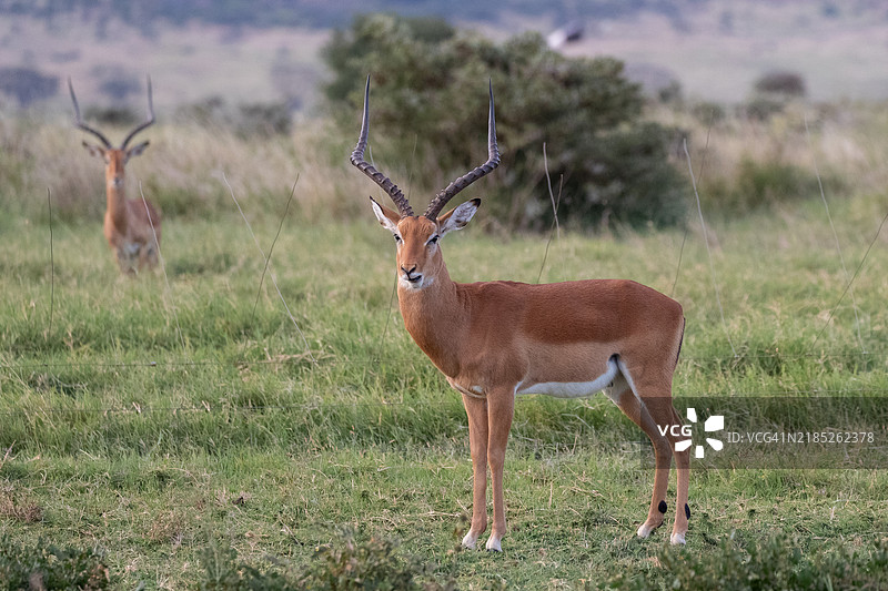 黑斑羚图片素材