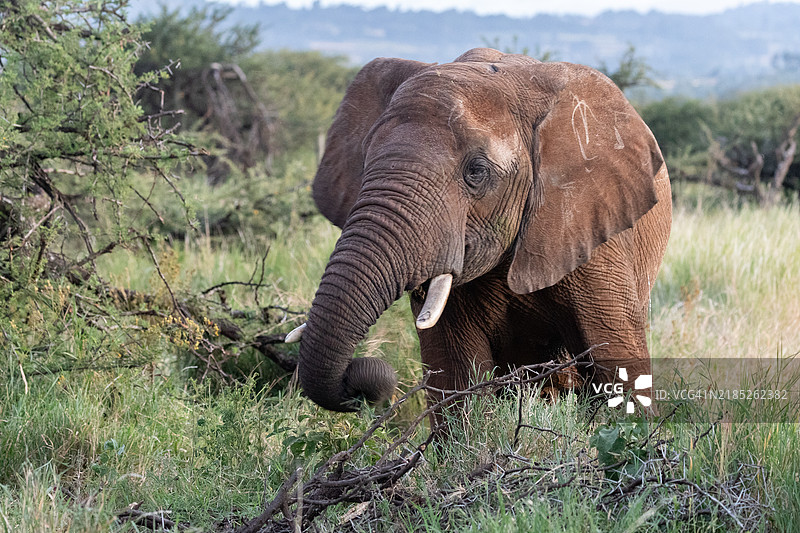 大象在浏览图片素材