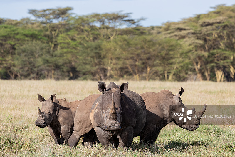 白犀牛图片素材