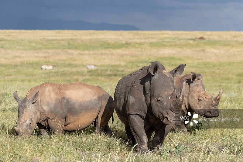 三只白犀牛图片素材