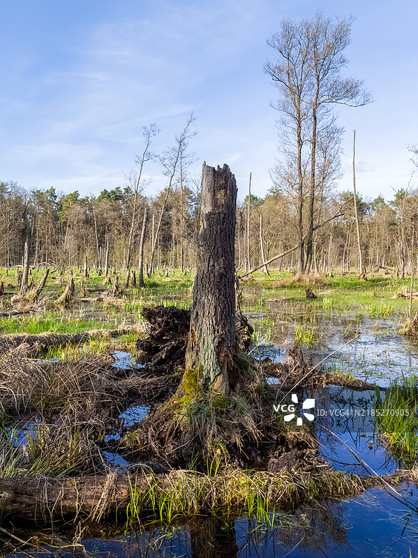 春日阳光下宁静的沼泽森林图片素材