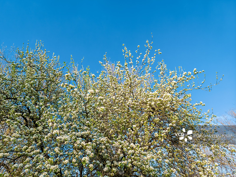 盛开的春天树木映衬着湛蓝的天空图片素材