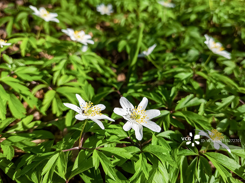 细腻的白色银莲花在森林地面上绽放图片素材