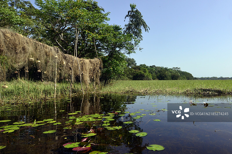 热带沼泽岸边晾晒的渔网图片素材