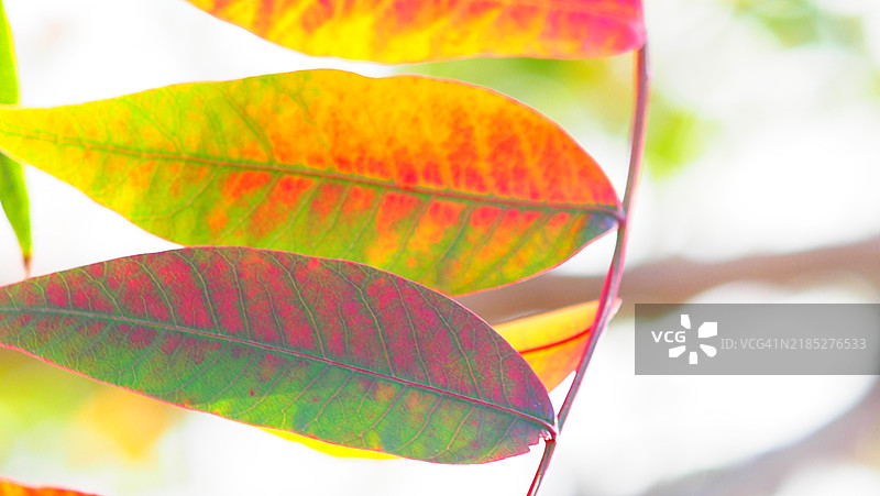 轻柔的触碰图片素材