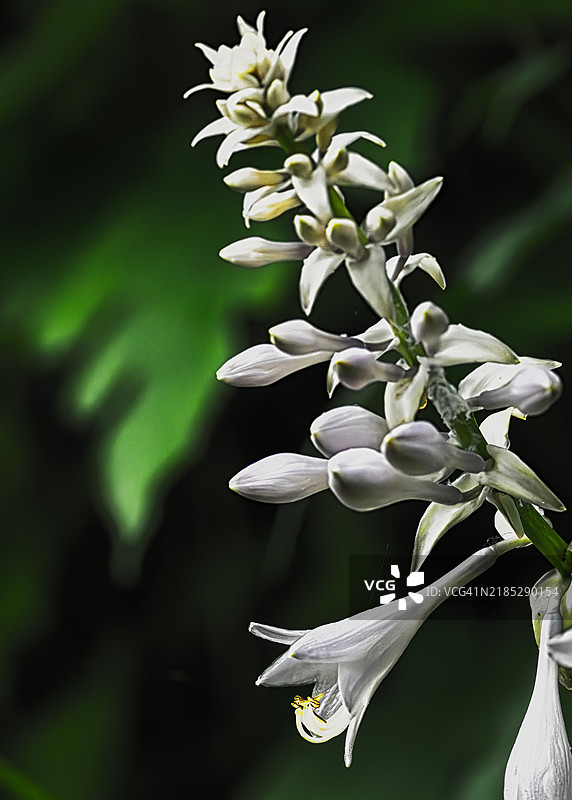 美丽的花朵图片素材