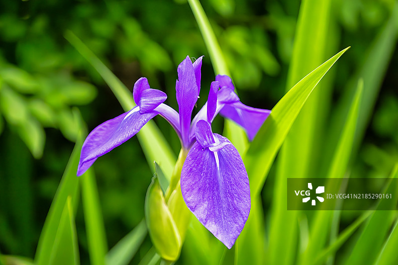 美丽的花朵图片素材