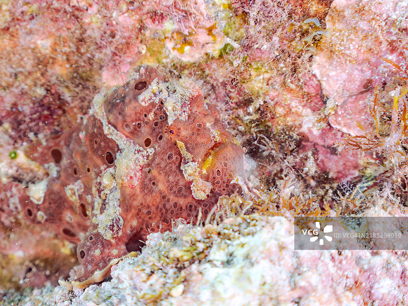 一只巨大的巨型蛙鱼（Antennarius commersoni），通过摇动其诱饵（额头触手）来吸引和捕猎鱼类。图片素材