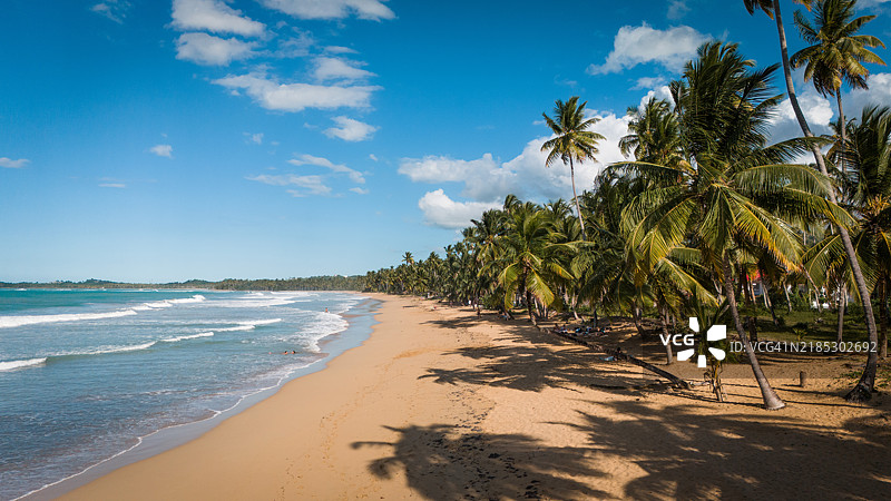 科松海滩的金色沙滩和棕榈树图片素材