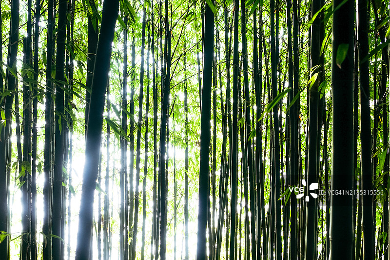 越南沙巴山区的竹林全景背景图片素材
