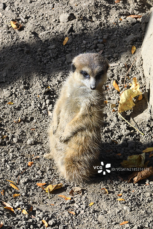 狐獴宠物动物图片素材