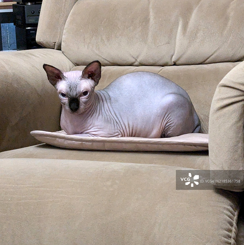 一只放松的斯芬克斯猫正看着镜头，舒适地休息着。图片素材