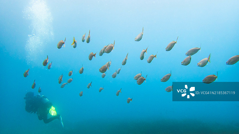 潜水员与鱼群图片素材