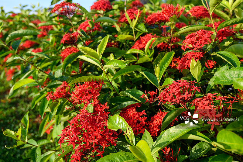 红色九重葛花在自然背景下盛开，绿树丛中。图片素材