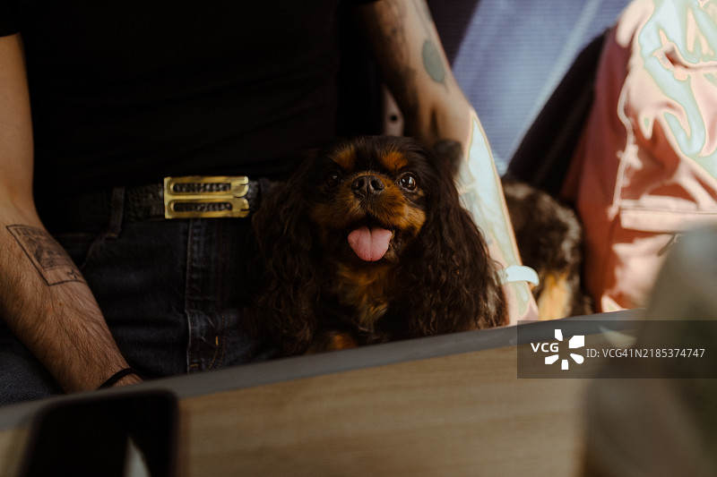 在火车上的骑士查尔斯王犬图片素材