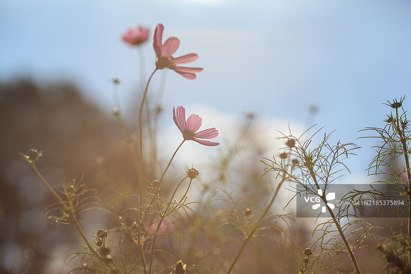 东京的宇宙花田图片素材