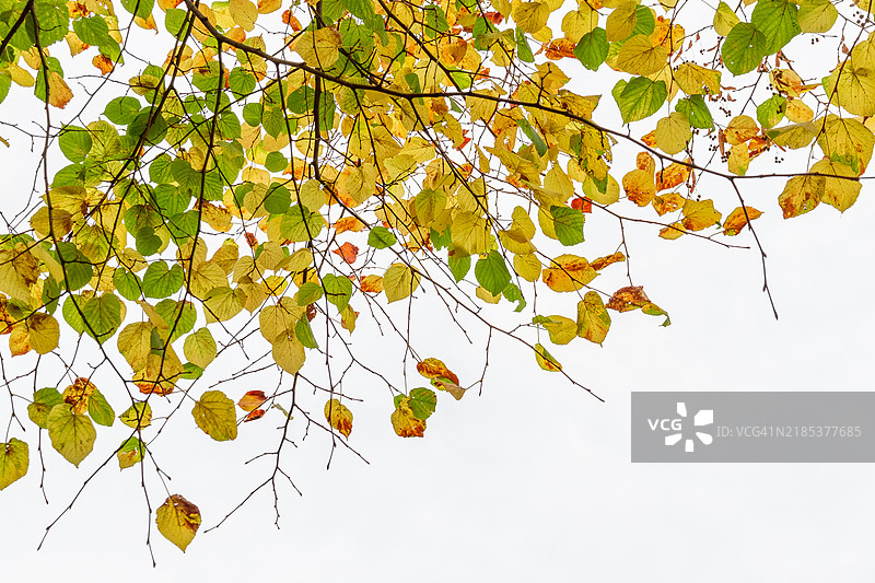 秋天的树叶和树枝图片素材