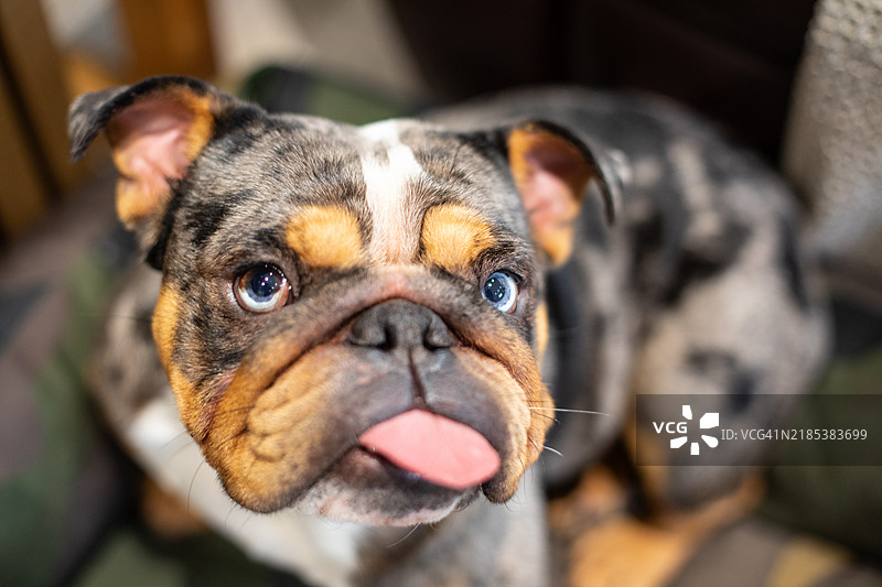 搞笑的动物肖像图片素材