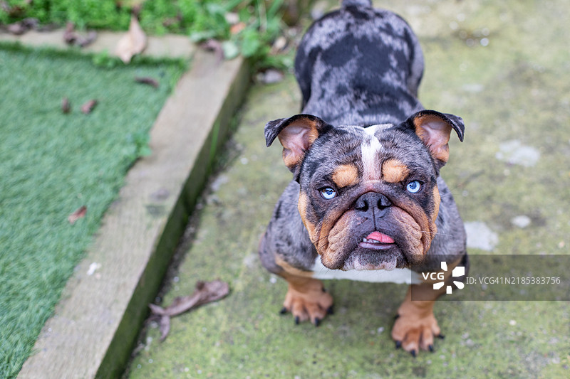 愤怒的斗牛犬图片素材