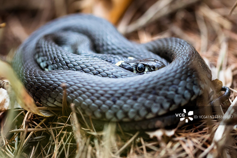 草蛇 (Natrix natrix)图片素材