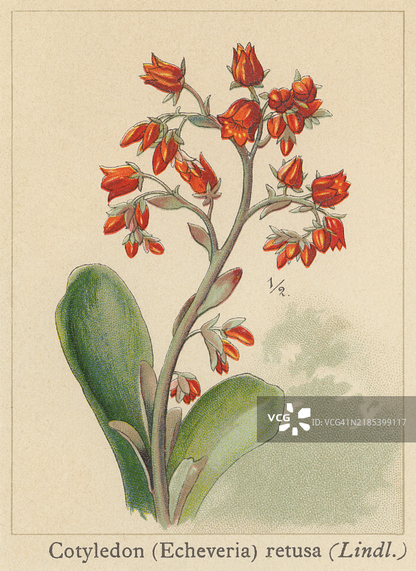 古老的彩色石版画插图，描绘了植物学中的景天科植物——扁叶景天，这是一种原产于中美洲、墨西哥和南美西北部半沙漠地区的大型开花植物属。图片素材