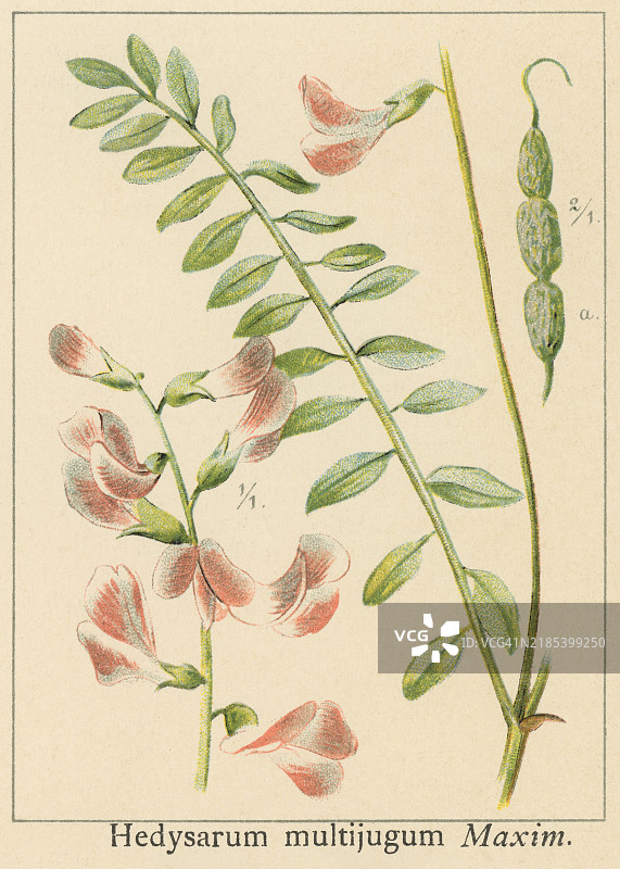 古老的彩色石版画插图，描绘了植物学中的甜豆（Hedysarum multijugum Maxim），属于豆科植物。图片素材