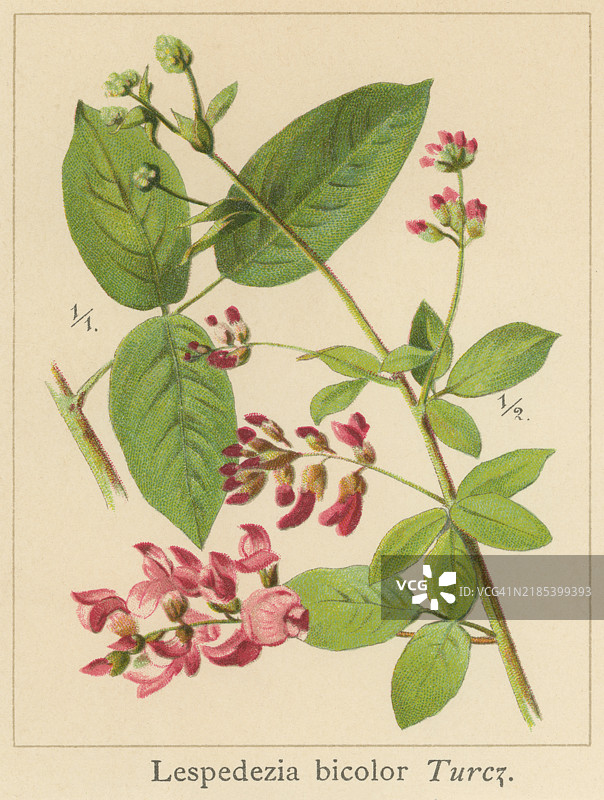 古老的彩色石版画插图，展示了植物学中的灌木豆科植物，灌木雀稗和双色雀稗（Lespedeza bicolor），一种属于豆科的开花植物。图片素材