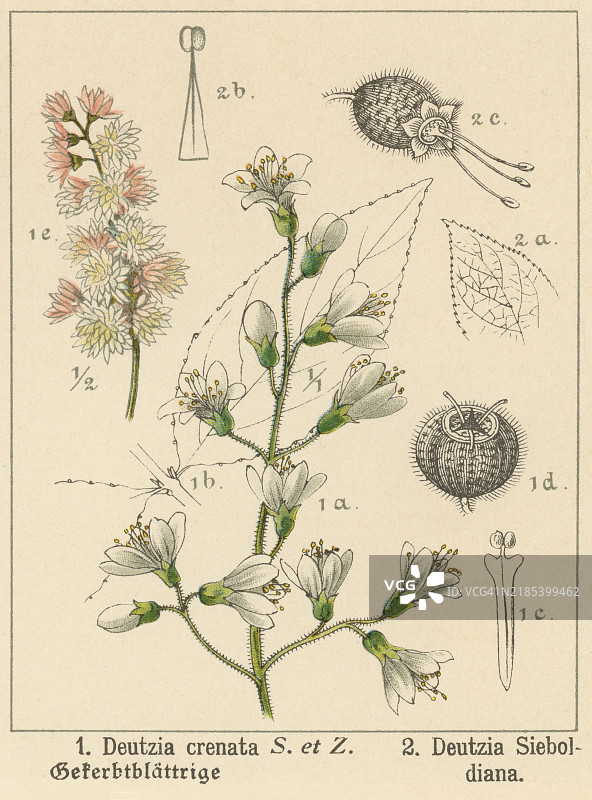 古老的彩色石版画插图，描绘了植物学中的德克斯花（Deutzia crenata），一种属于绣球花科（Hydrangeaceae）的开花灌木。图片素材