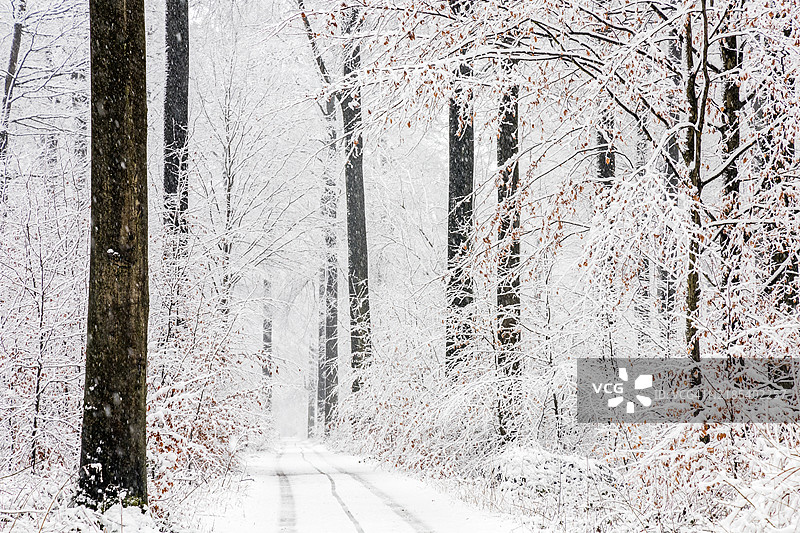 雪覆盖的山毛榉森林小径图片素材