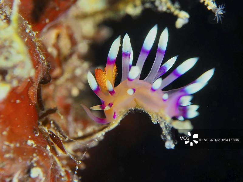 一只色彩斑斓、条纹明显的裸鳃海兔，白尖海兔，Flabellina exoptata（Coryphellina exoptata），水下，潜水地点：巴厘岛Prapat，Penyapangan，印度尼西亚，亚洲图片素材