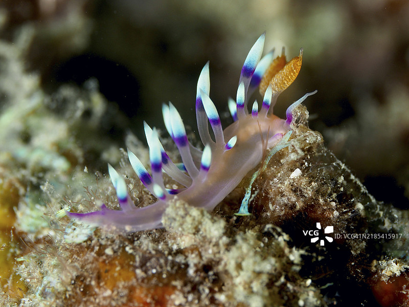 色彩斑斓的海兔，带有紫蓝色装饰，白尖的Coryphellina，Flabellina exoptata（Coryphellina exoptata），在珊瑚礁上，潜水地点双礁，Penyapangan，巴厘岛，印度尼西亚，亚洲图片素材