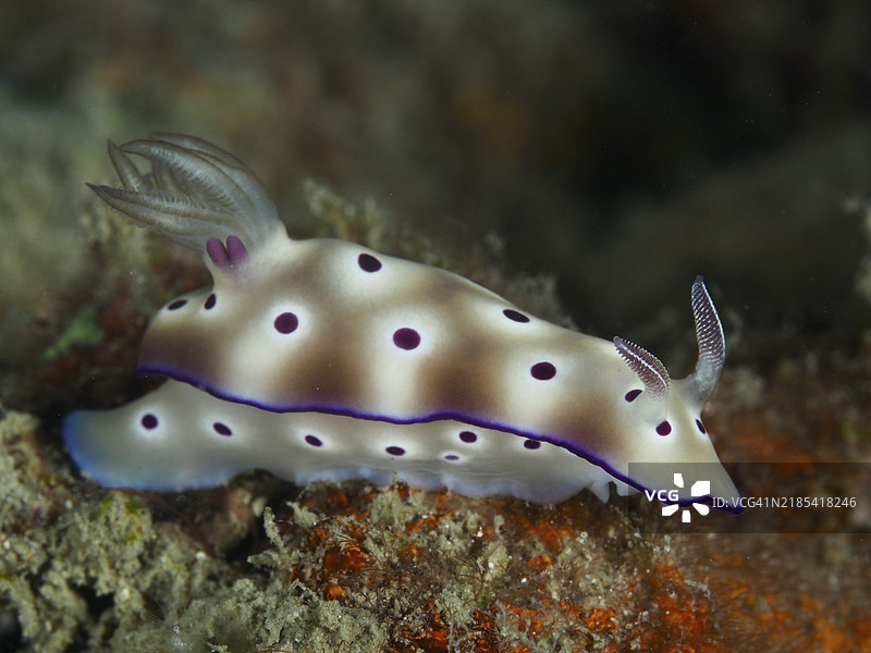 带有红棕色和白色斑点的海兔(Hypselodoris tryoni),在印度尼西亚巴厘岛贡多尔礁的海底。图片素材