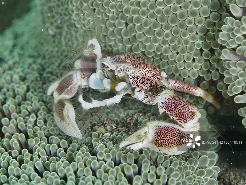 瓷蟹（斑点瓷蟹，Neopetrolisthes maculatus）在绿色海葵中，潜水地点：巴厘岛乌梅阿尼亚尔的普里贾提。图片素材