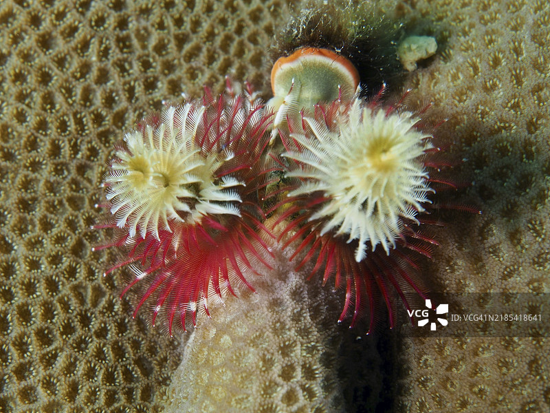 红色和米色的螺旋虫，印度太平洋圣诞树虫（Spirobranchus corniculatus），在棕色珊瑚上，潜水地点：巴厘岛，佩尼亚潘，印尼，亚洲图片素材