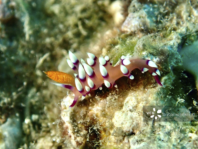色彩斑斓的海兔，带有黄色细节，白尖海兔（Coryphellina），火焰海兔（Coryphellina exoptata），在珊瑚礁上，潜水地点：普拉帕特，佩尼亚潘，巴厘岛，印度尼西亚，亚洲图片素材