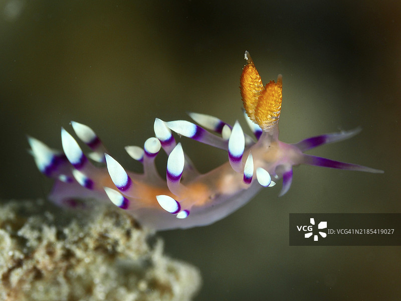 紫色和白色的海兔，带有黄色细节，白尖海兔，火焰海兔（Coryphellina exoptata）（Flabellina exoptata），潜水地点香料礁，佩尼亚潘，巴厘岛，印度尼西亚，亚洲图片素材