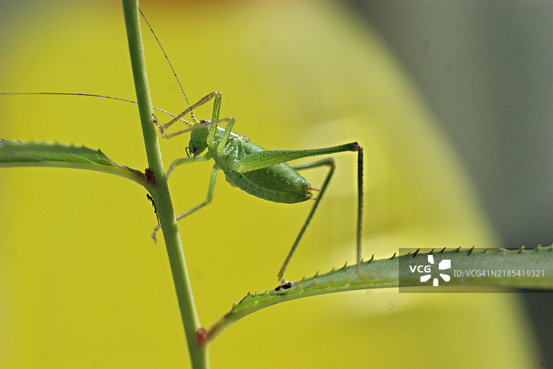 蚱蜢图片素材
